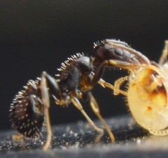 Temnothorax subditivus