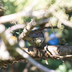 Emberiza citrinella