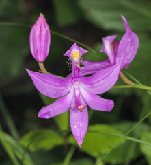 Calopogon tuberosus tuberosus