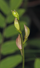 Calopogon tuberosus tuberosus