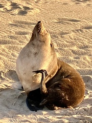 Arctocephalus tropicalis