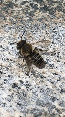 Megachile perihirta