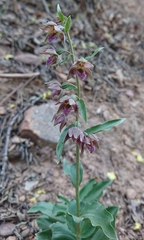 Epipactis helleborine tremolsii
