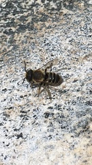 Megachile perihirta