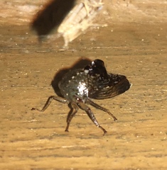 Telamona decorata