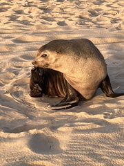 Arctocephalus tropicalis