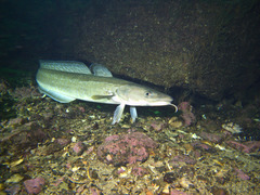 Ling photo 3