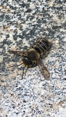Megachile perihirta