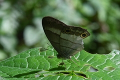 Euptychoides laccine
