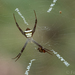 Argiope luzona - Photo 由 Forest Botial-Jarvis 所上傳的 (c) Forest Botial-Jarvis，保留部份權利CC BY-NC