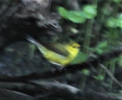 Setophaga citrina