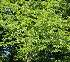 Carpinus orientalis