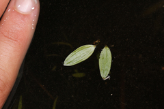 Potamogeton diversifolius