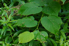 Physemocecis hartigi