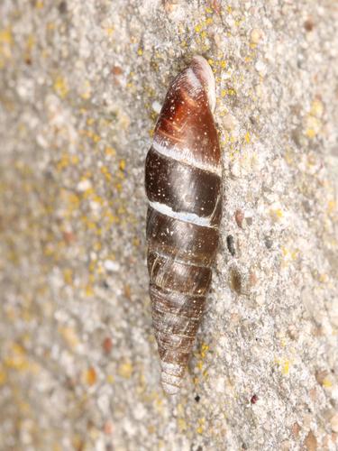 Plaited Door-snail, Copenhagen, Hovedstaden, Denmark, photo 6 of 10