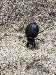 Pimelia angusticollis