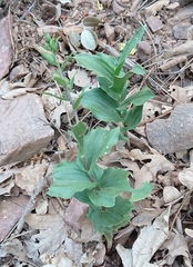 Epipactis helleborine tremolsii