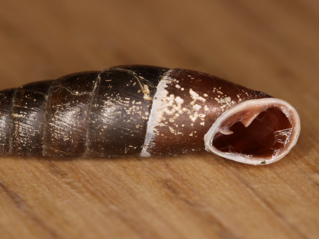 Cochlodina