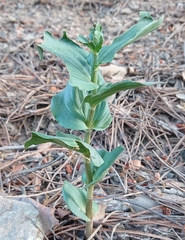 Epipactis helleborine tremolsii