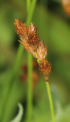 Carex scoparia