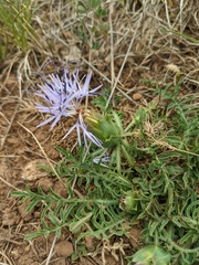 Carthamus mitissimus