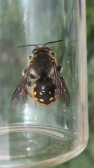 Anthidium manicatum