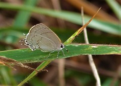 Symbiopsis lenitas