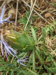 Carthamus mitissimus