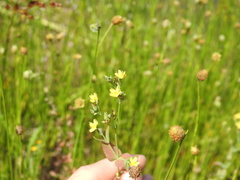 Xyridaceae