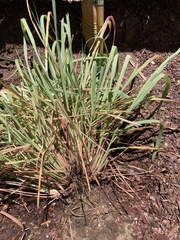 Cymbopogon nardus