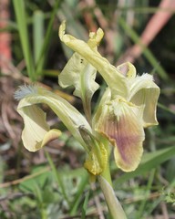 Iris pseudopumila