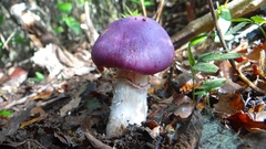Cortinarius lebre
