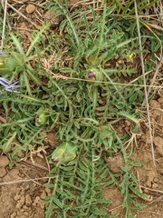 Carthamus mitissimus