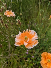 Papaver californicum