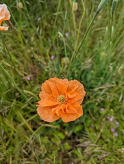 Papaver californicum