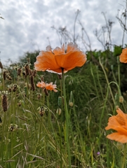 Papaver californicum