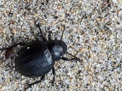 Pimelia angusticollis