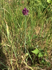 Allium rotundum
