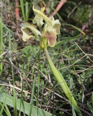 Iris pseudopumila