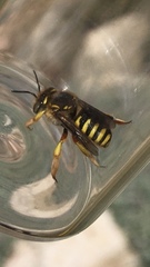 Anthidium manicatum