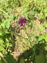 Allium rotundum