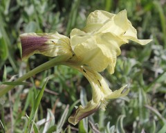 Iris pseudopumila