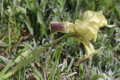 Iris pseudopumila