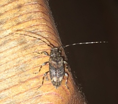 Astyleiopus variegatus