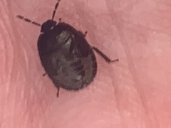 Legnotus limbosus