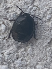 Legnotus limbosus