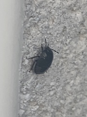 Legnotus limbosus