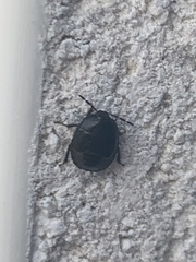 Legnotus limbosus