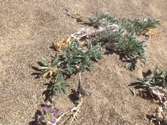 Lupinus tidestromii
