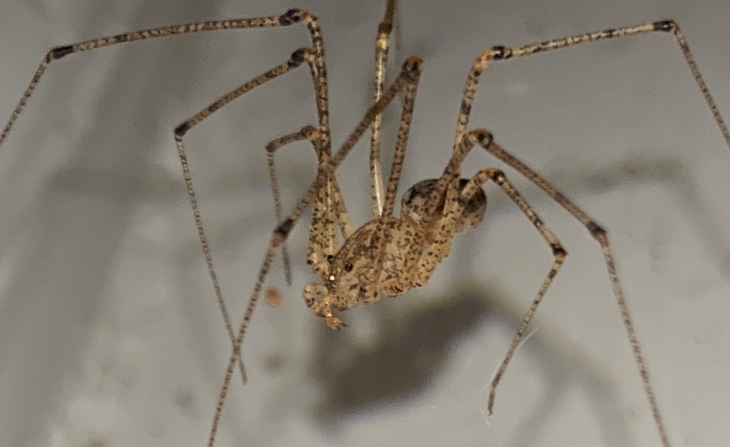 Scytodes atlacoya